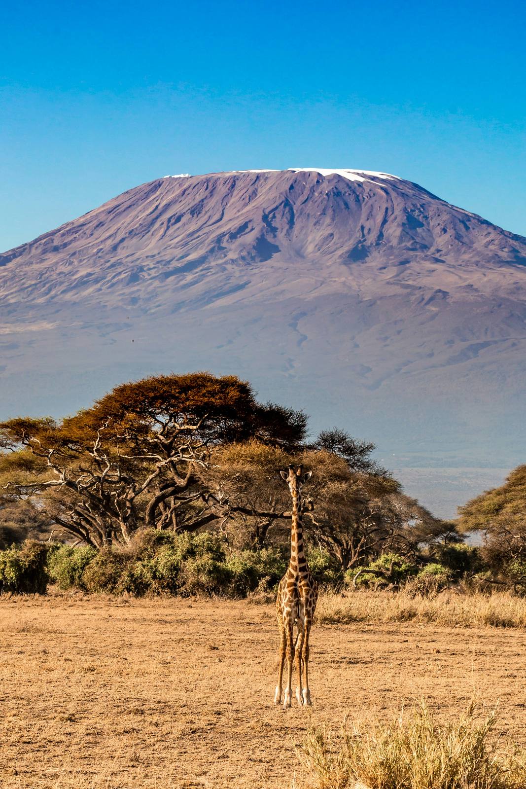 Elephants walking across Amboseli with Kilimanjaro in the distance