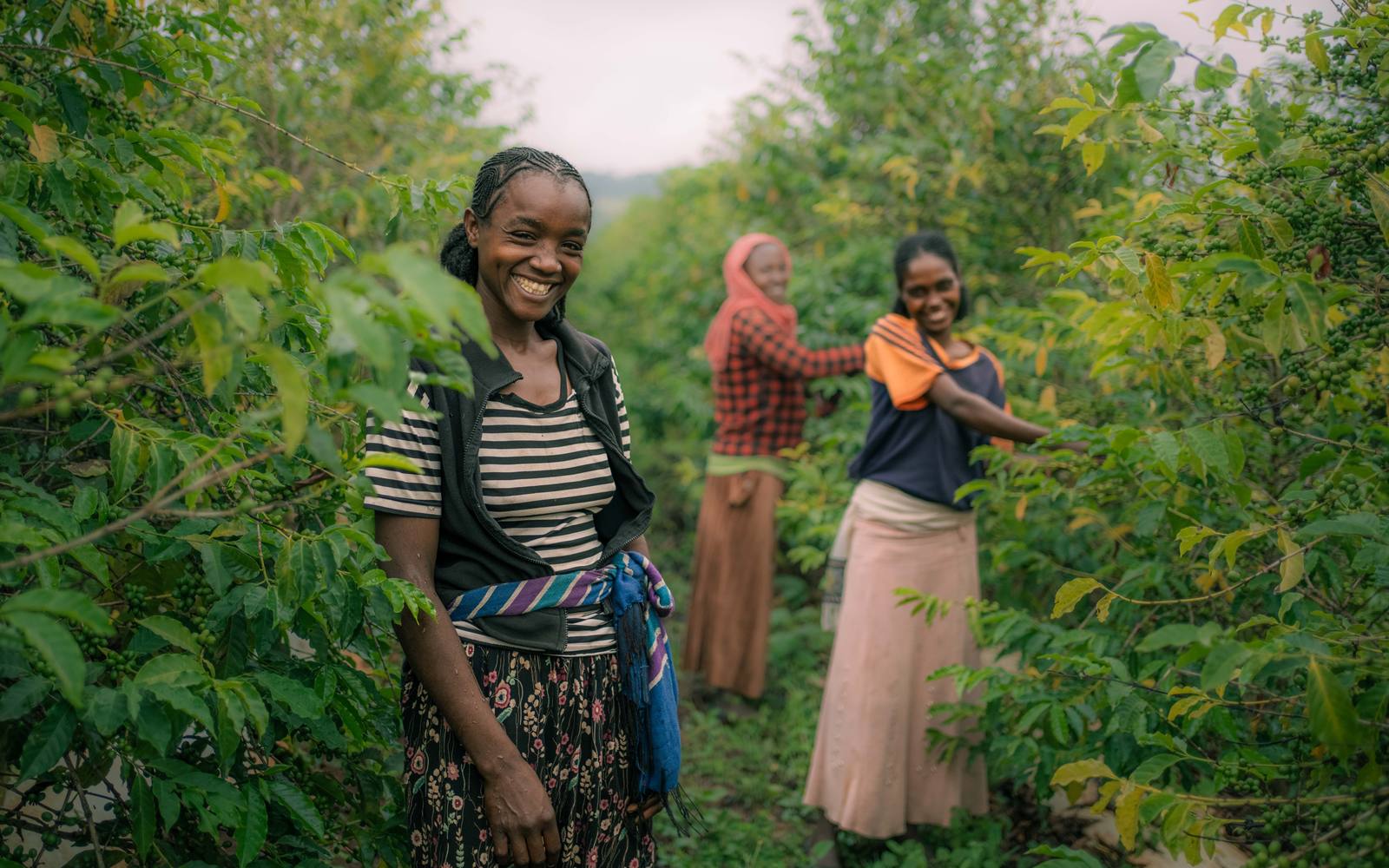 Kenya Coffee & Wildlife Safari Adventure — photo 1