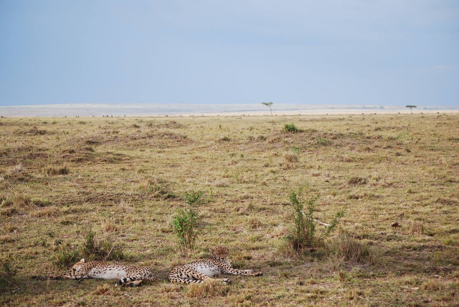 Maasai Mara Classic Safari — photo 2
