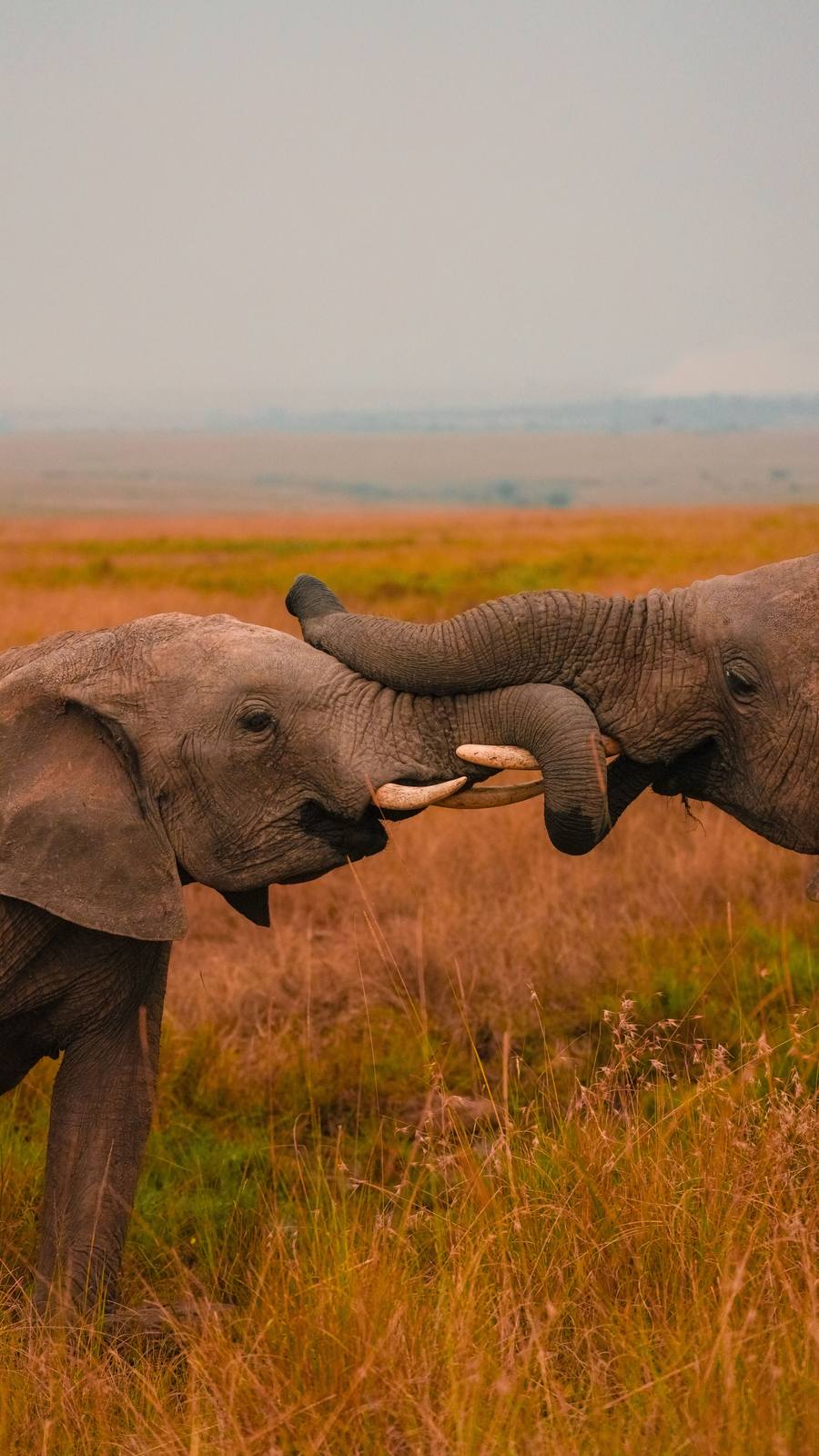 Family Safari: Big Five & Maasai Culture — photo 2