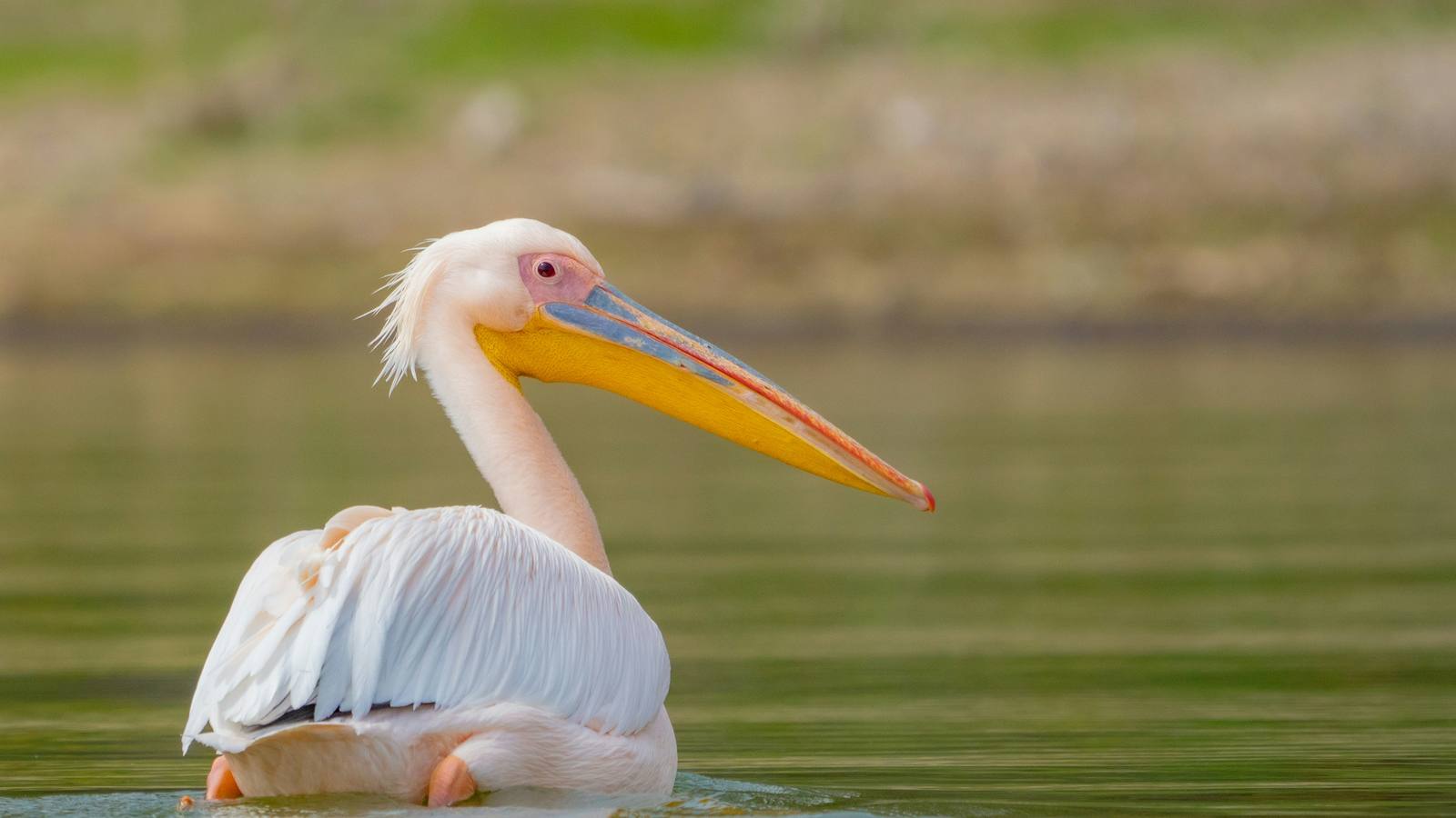 Weekend Getaway - Lake Naivasha — photo 2