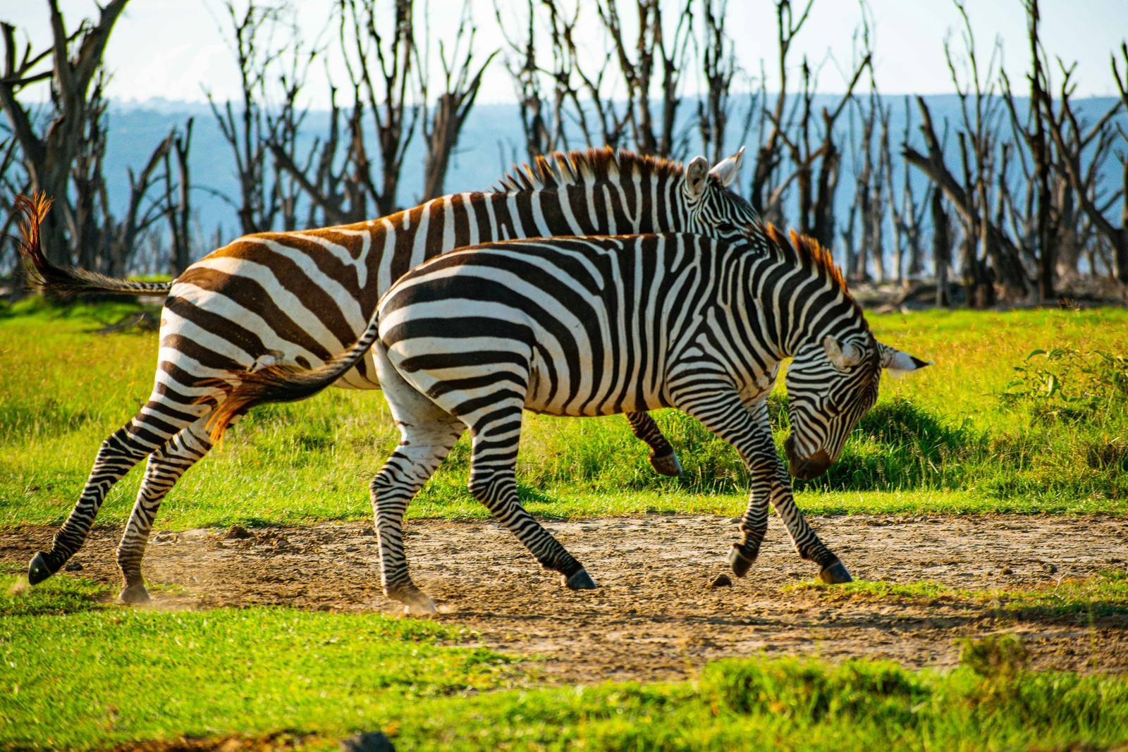 Birdlife at Lake Nakuru