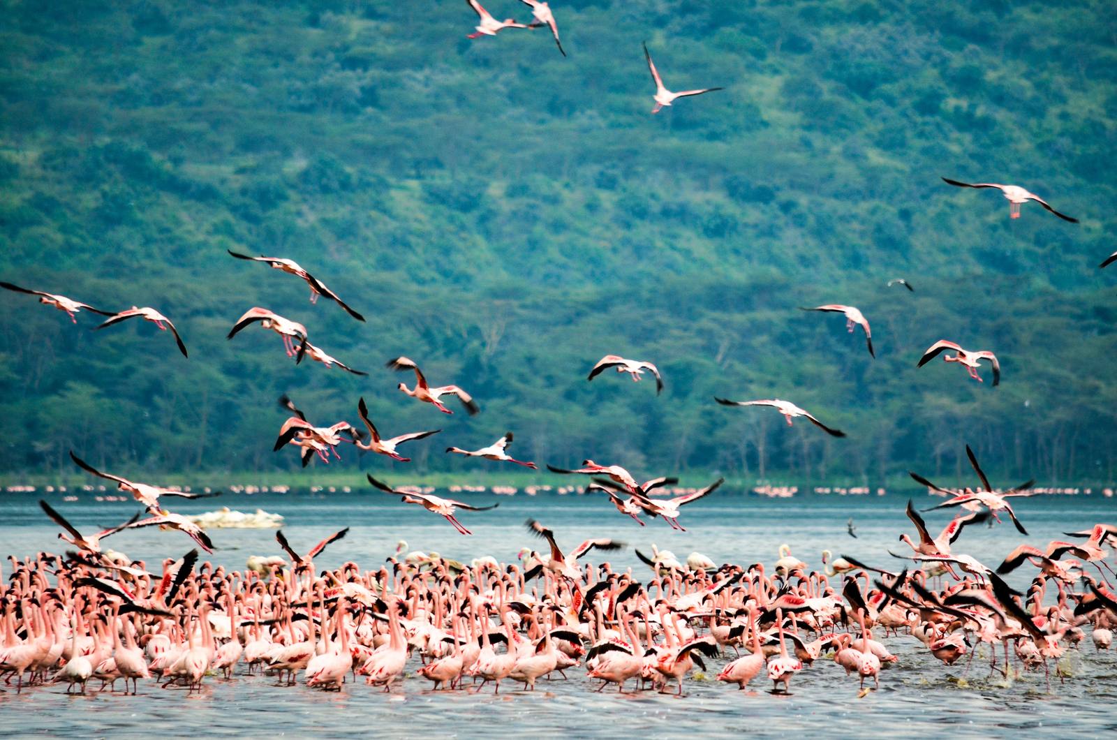 Private Kenya & Tanzania Great Migration Safari — photo 4