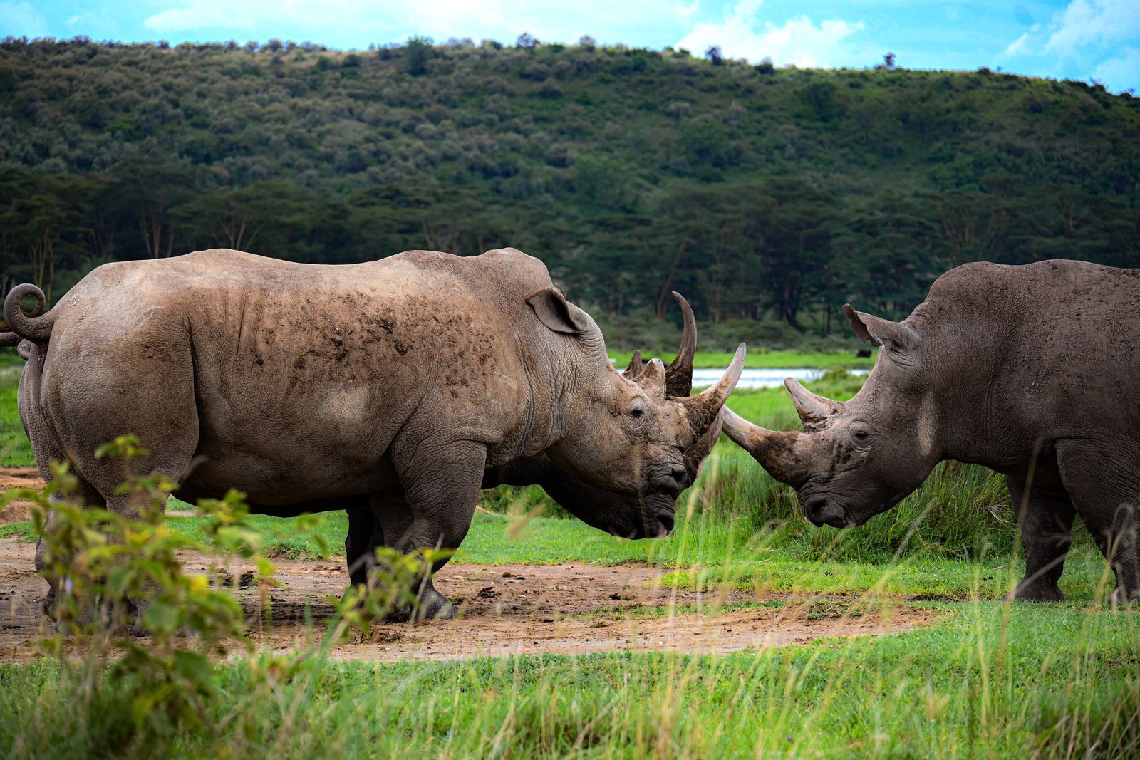 Classic Kenya Safari: Amboseli, Lake Nakuru & Maasai Mara — photo 2