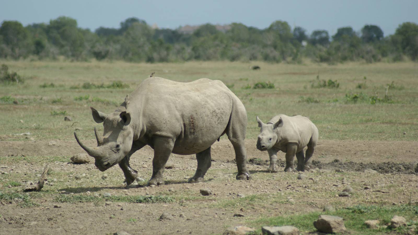 Bush - Laikipia Conservancy — photo 2