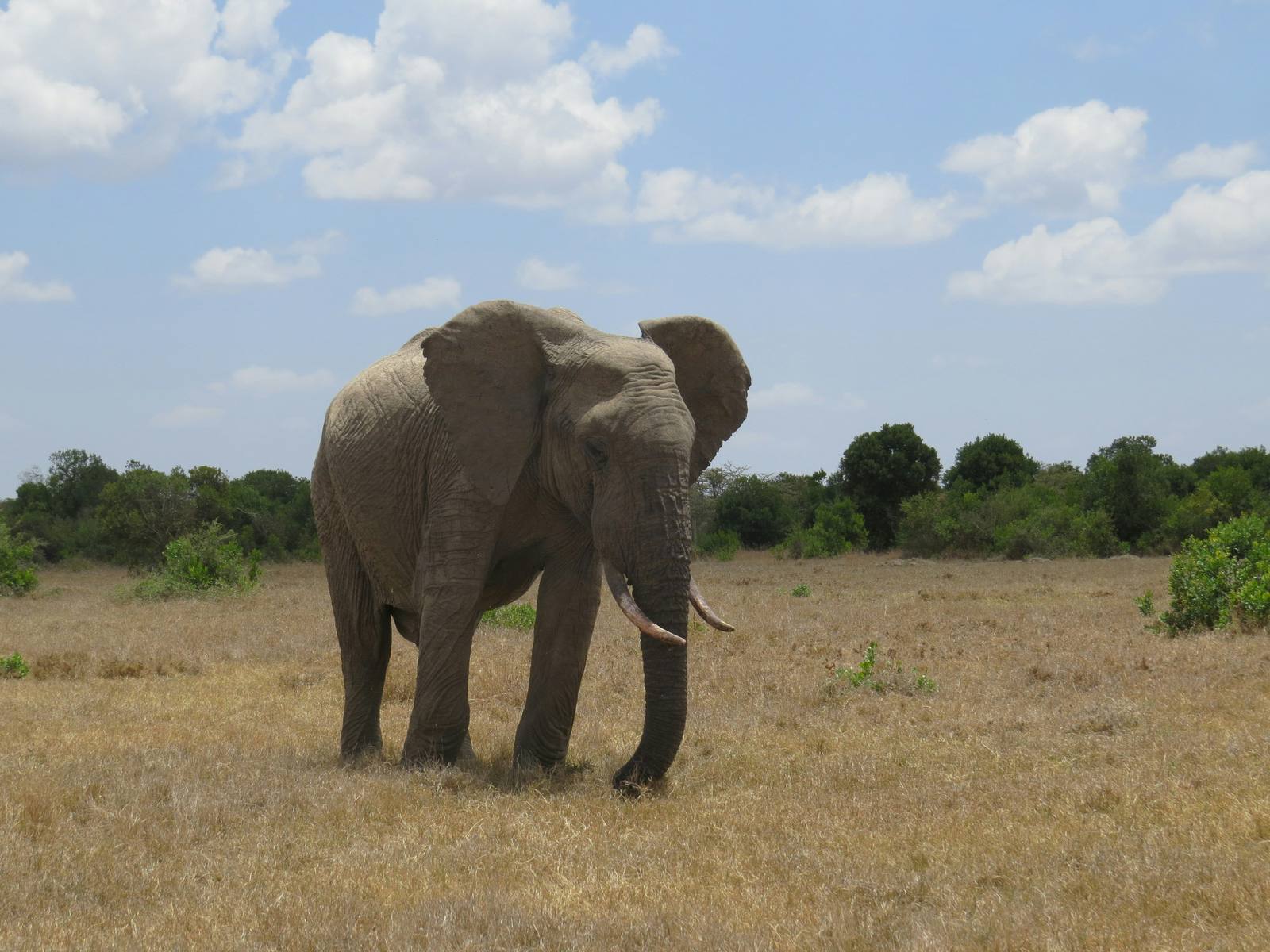 Bush - Laikipia Conservancy — Laikipia, Nanyuki