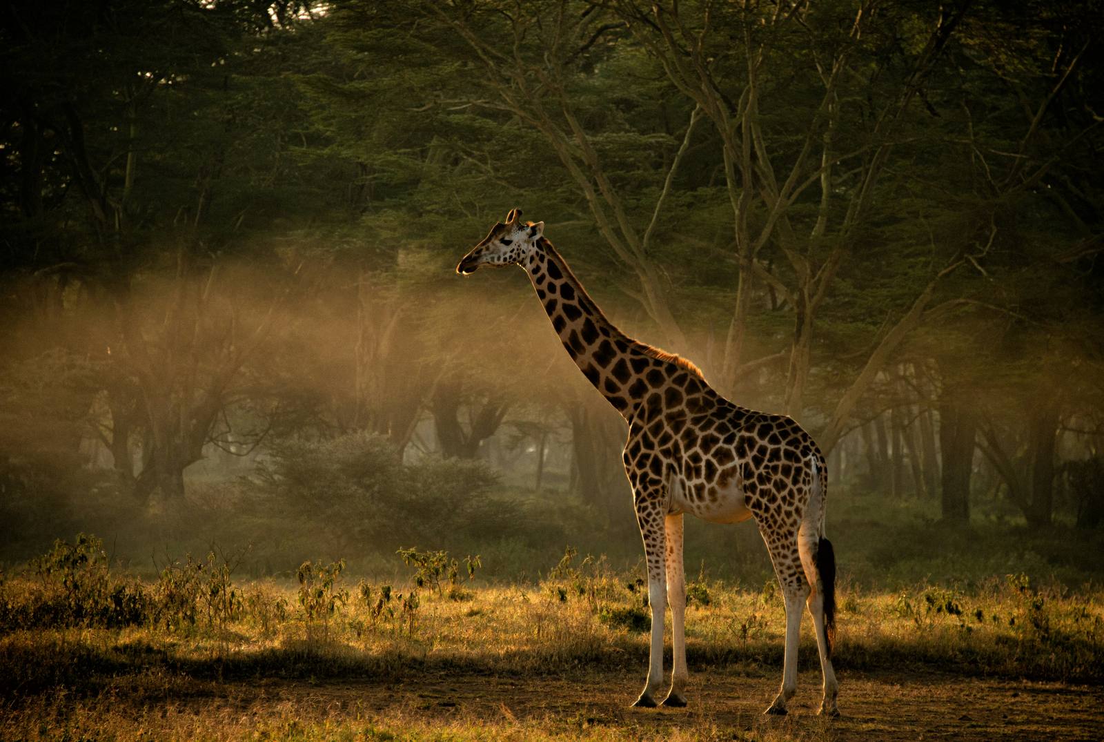 Samburu National Reserve, Kenya