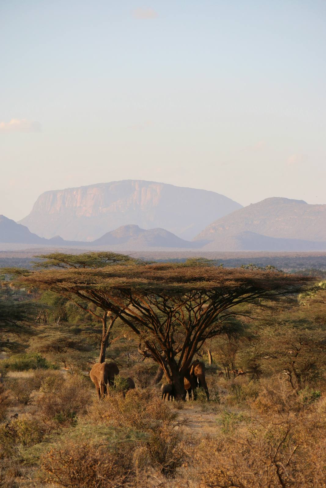 Samburu Unique Wildlife — photo 1