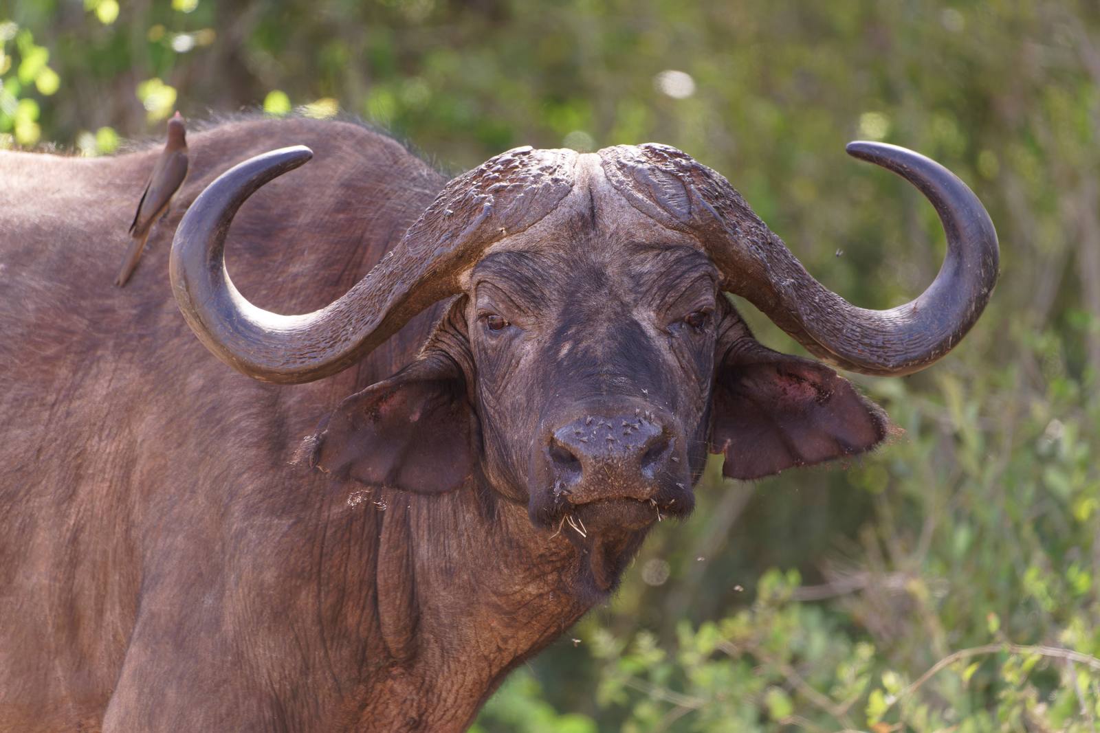 Tsavo & Taita Hills Safari — photo 3