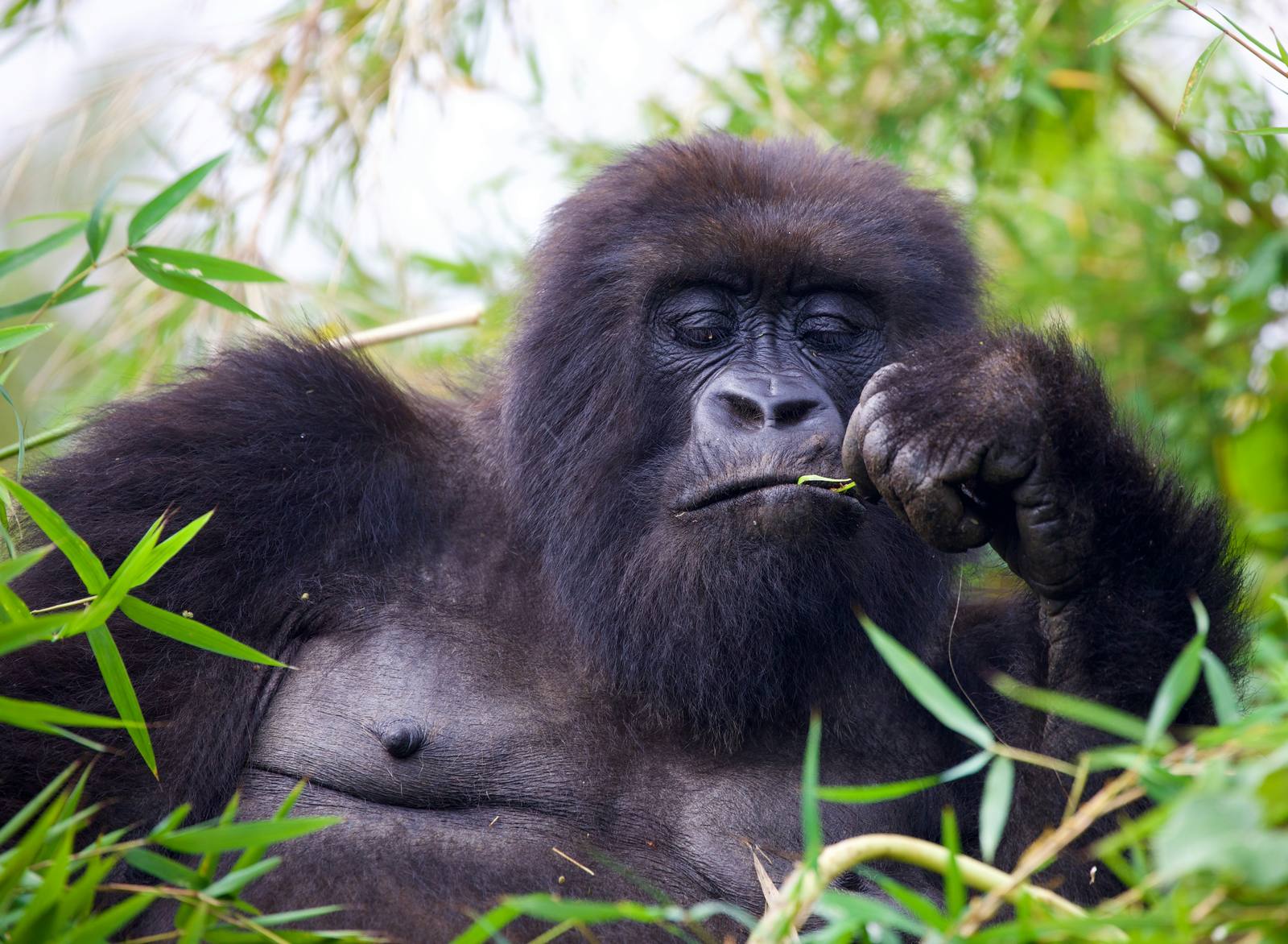 Mountain gorilla in Volcanoes National Park, Rwanda