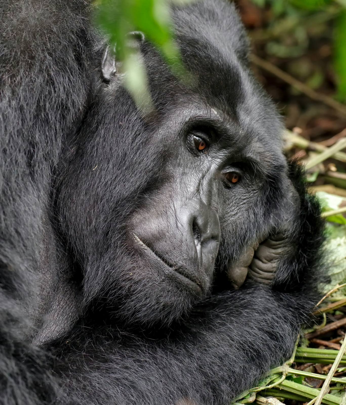 Rwanda Primates Safari — photo 1