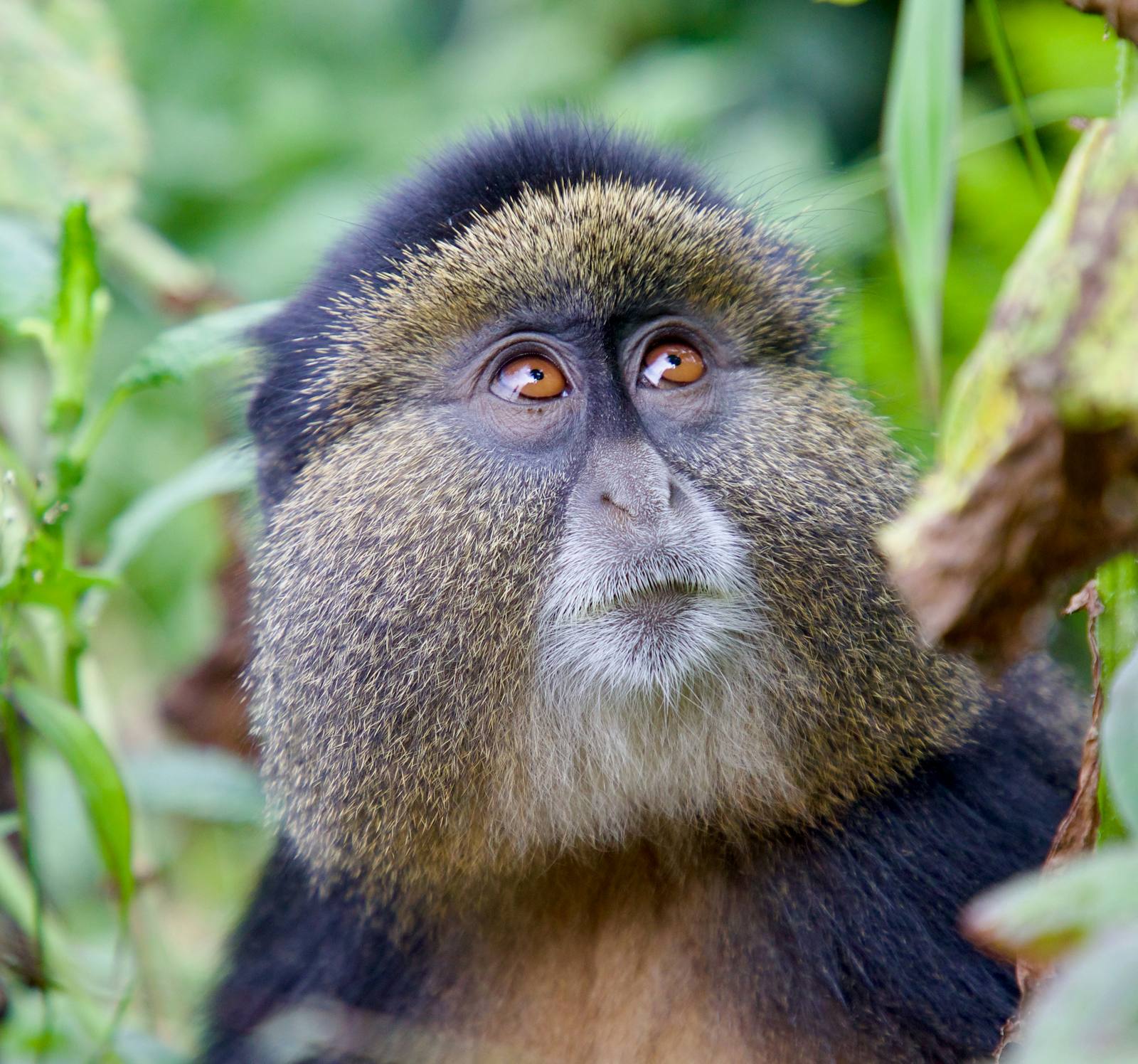 Rwanda Primates Safari — photo 2