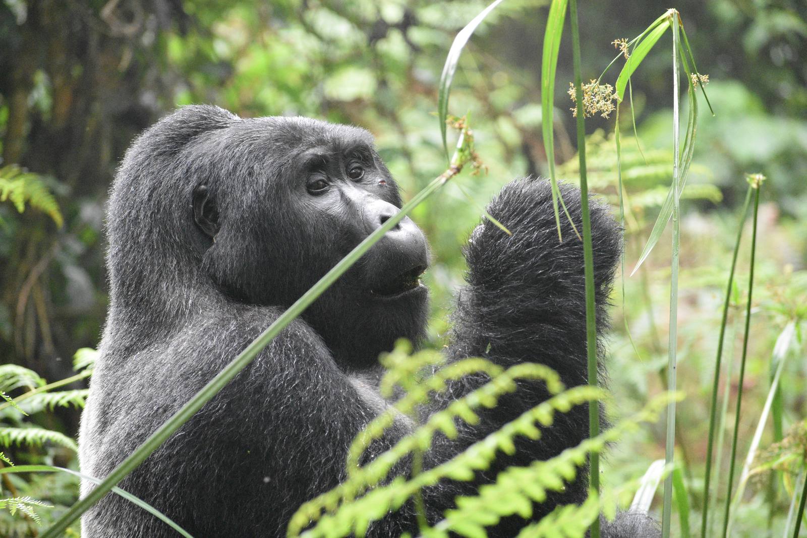 Rwanda Gorillas Direct — photo 2