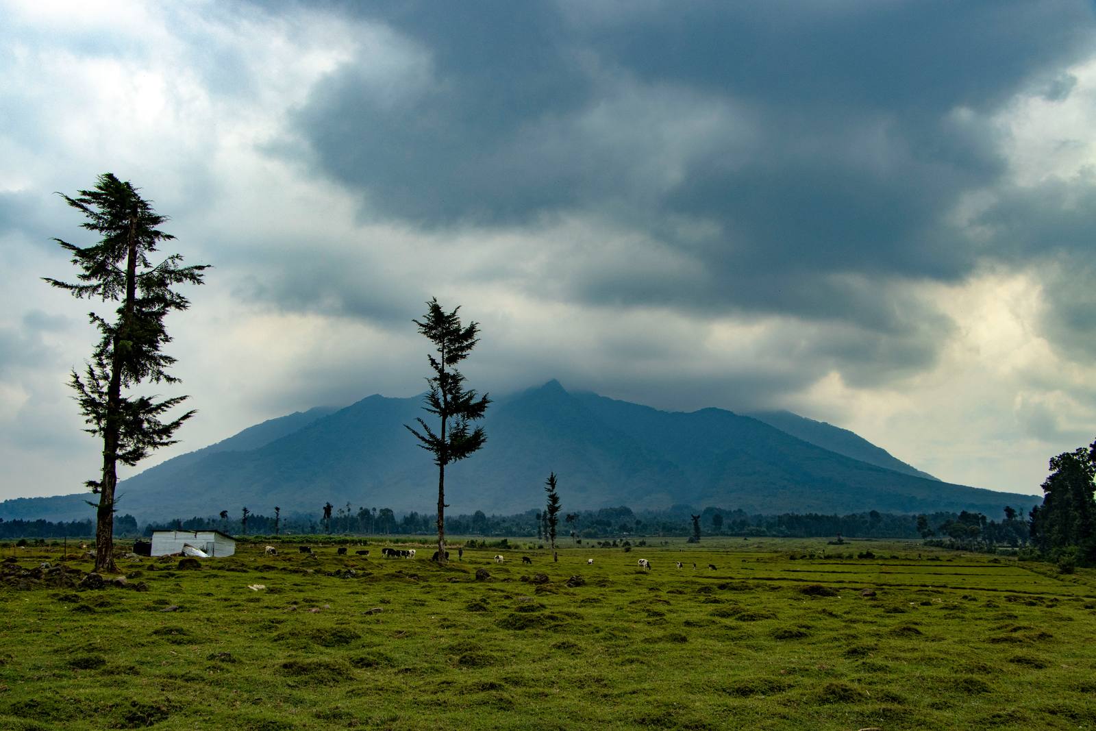Rwanda Primates Safari — Kigali, Musanze, Volcanoes National Park