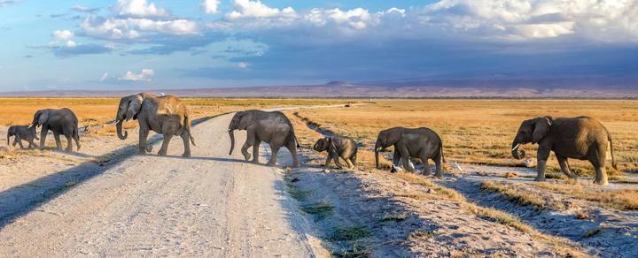 Bush - Amboseli Elephant Paradise