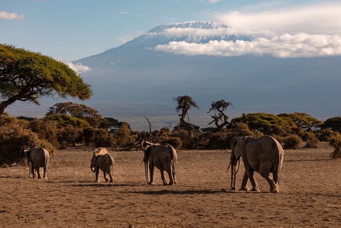 Classic Kenya Safari: Amboseli, Lake Nakuru & Maasai Mara