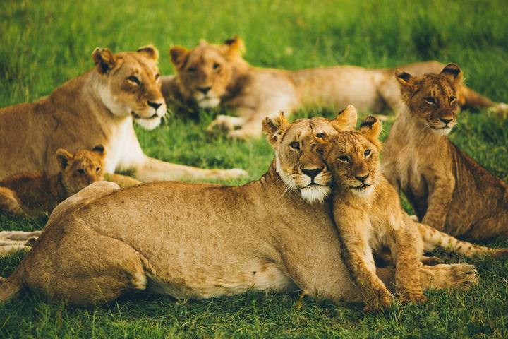 Maasai Mara, Kenya