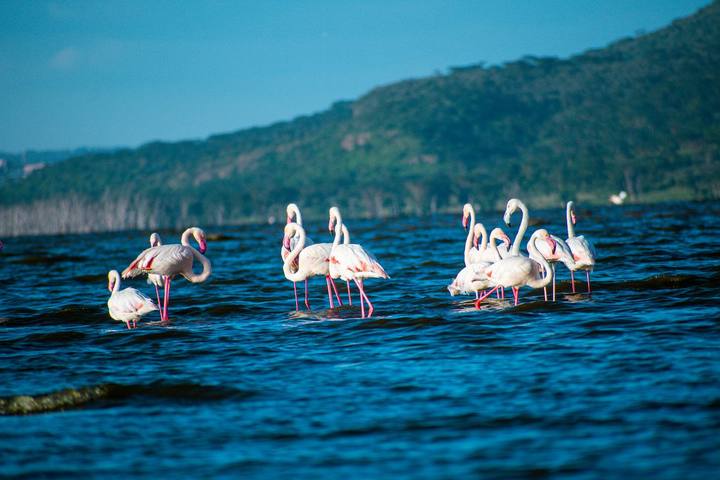 Bush - Nakuru & Bogoria Lakes
