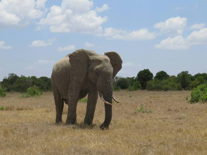 Bush - Laikipia Conservancy