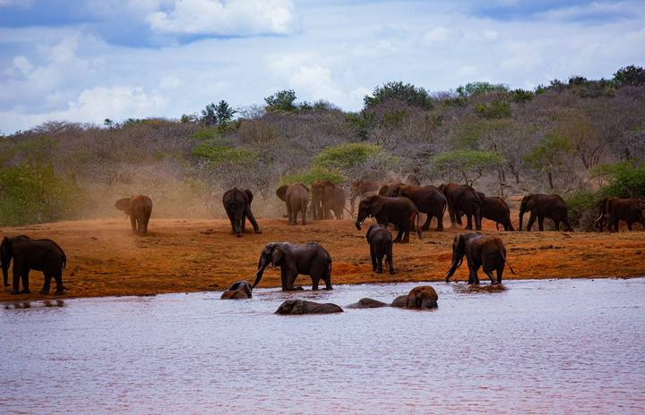 Red Elephant Wilderness: Amboseli & Tsavo West Safari