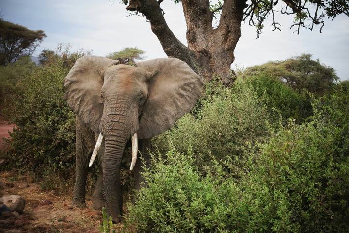 Across the Savannah: Kenya & Tanzania Safari