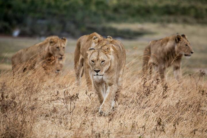 Mid-Range Classic Tanzania Safari Circuit