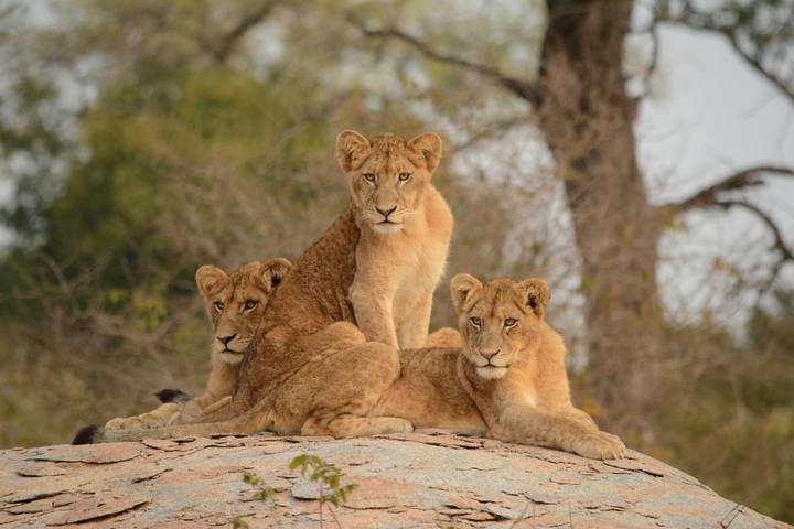 South Africa Discovery