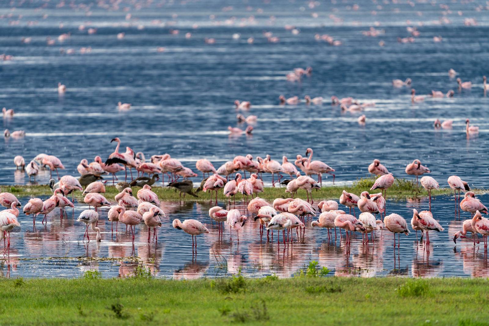 Across the Savannah: Kenya & Tanzania Safari — photo 4