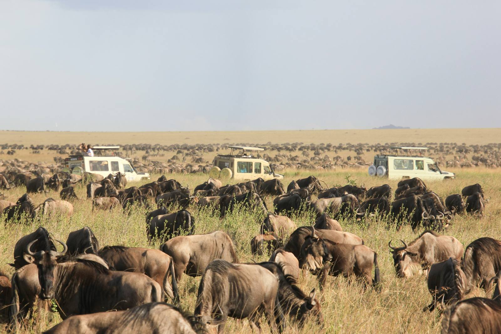 Serengeti plains during calving season
