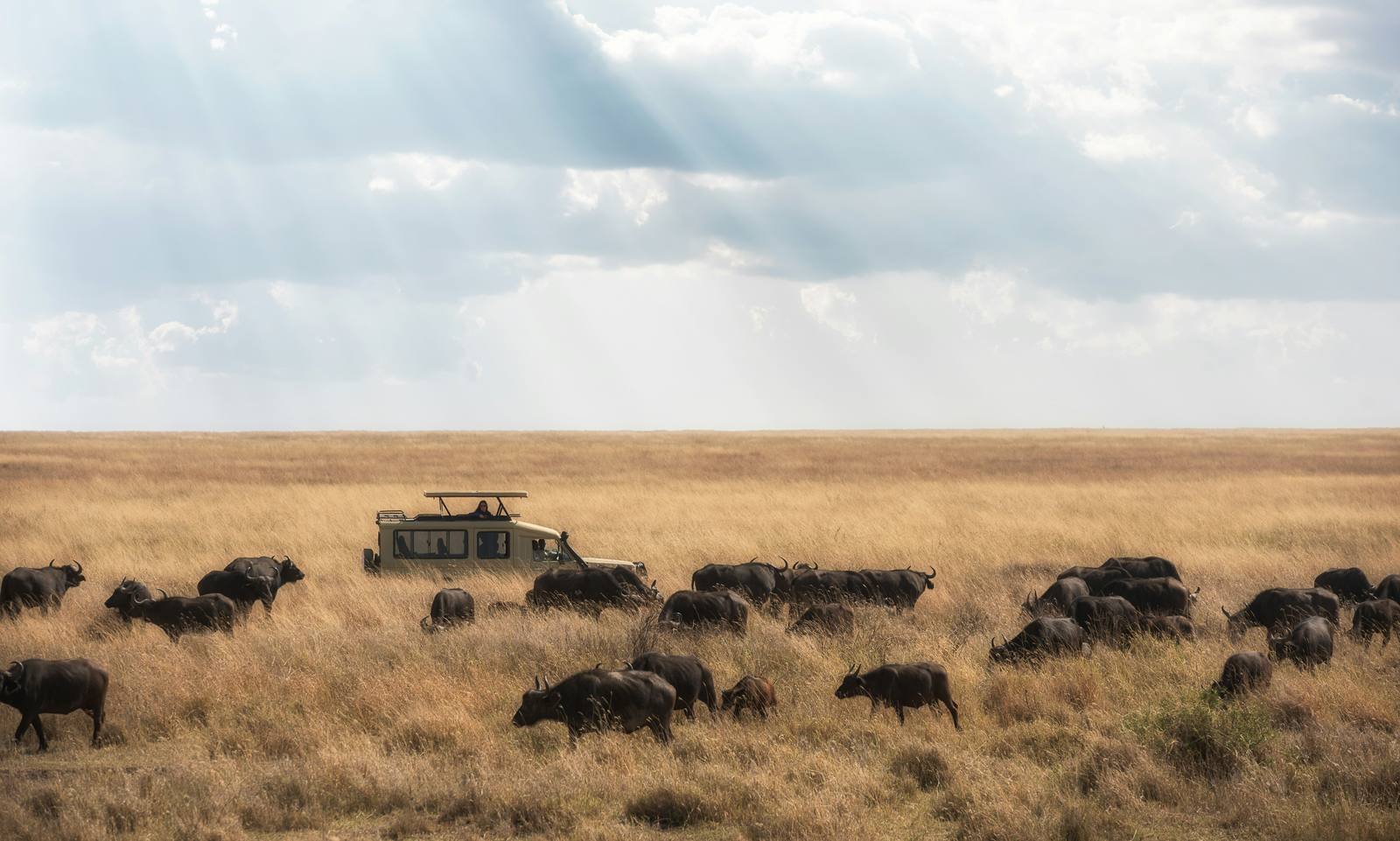 Mid-Range Classic Tanzania Safari Circuit — photo 3