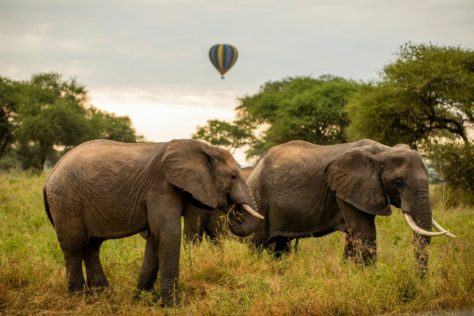 Luxury Kenya & Tanzania Migration Highlights — photo 2