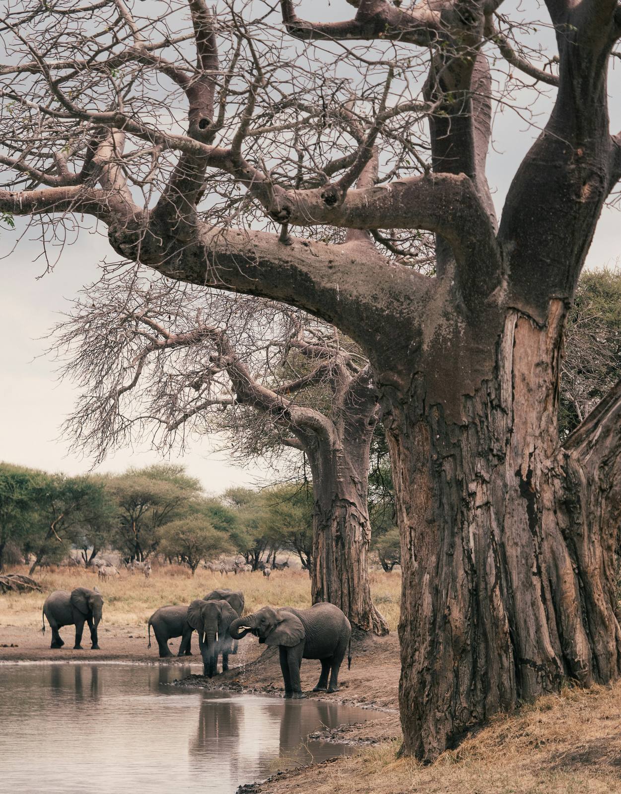 Across the Savannah: Kenya & Tanzania Safari — photo 1