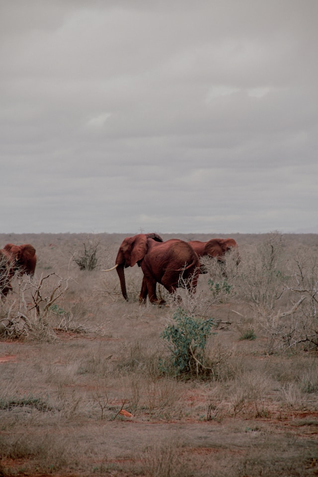 Amboseli National Park