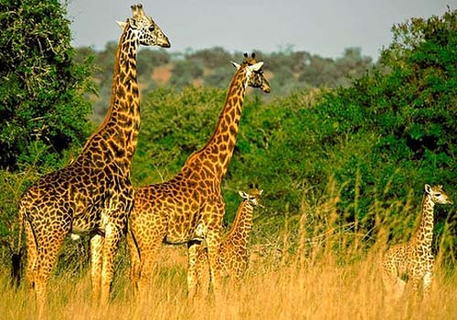 Rwanda Classic Safari