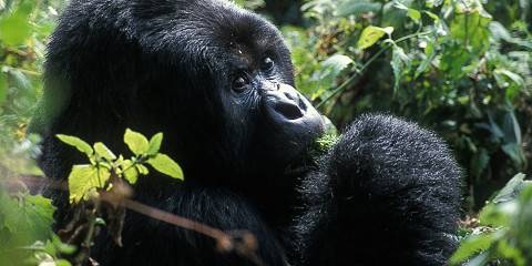 Rwanda Gorillas Direct