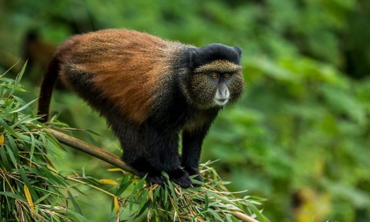 Rwanda Primates Safari